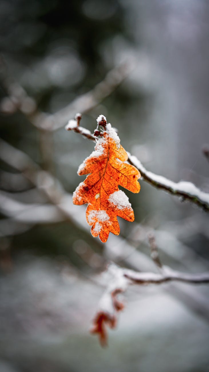 Contemporary Illustration Series