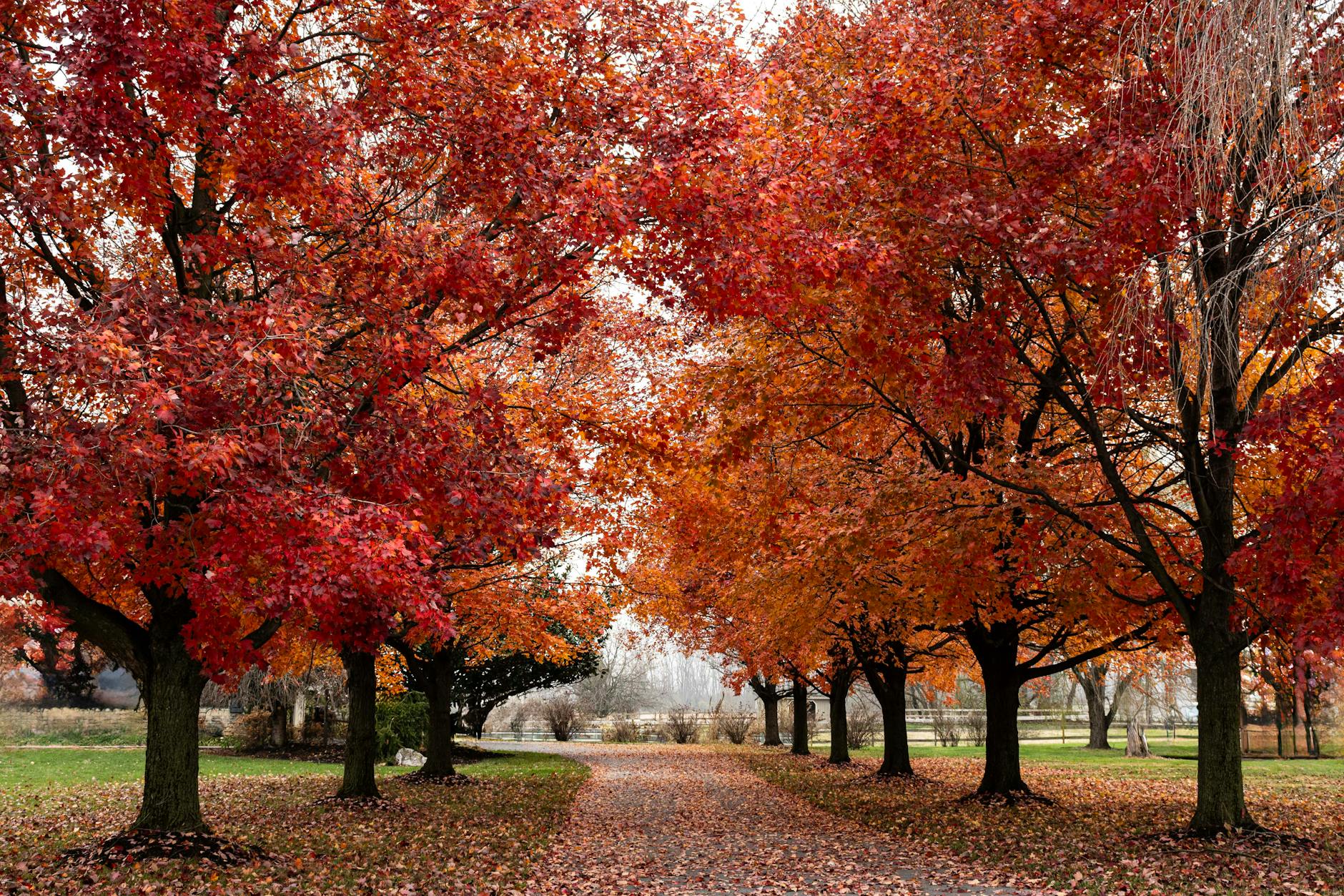 Minimalist Collection