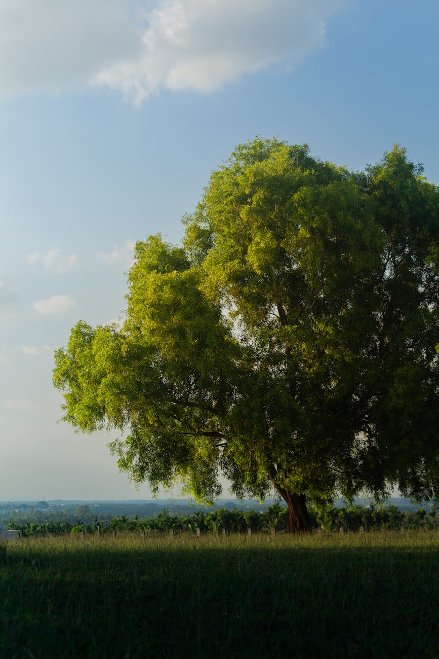 Professional Showcase